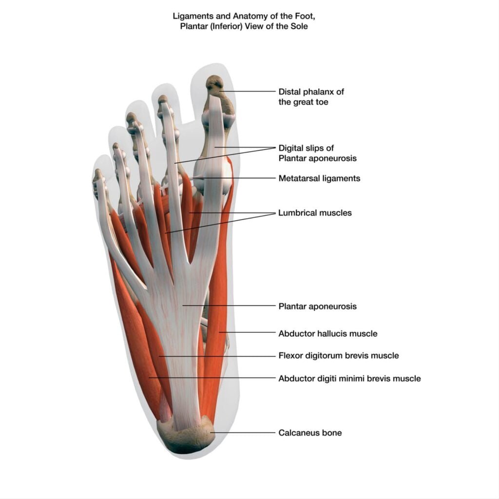 muscle and ligaments of foot